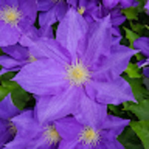 Meet your Posher, Agnes